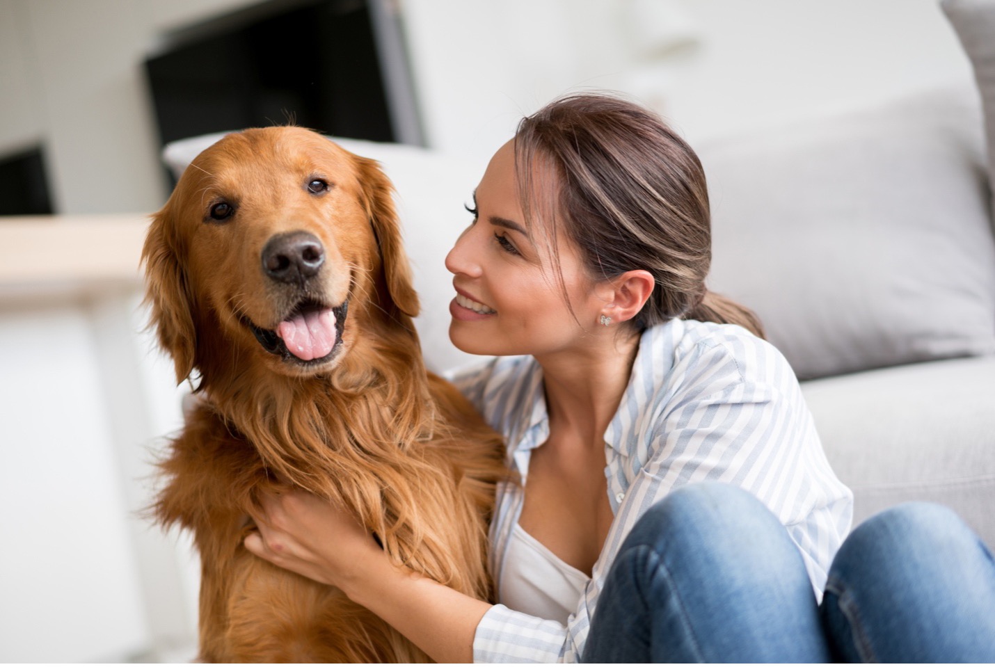 Malech-Law-In-A-Divorce-Who-Gets-the-Dog Malech-Law-In-A-Divorce-Who-Gets-the-Dog